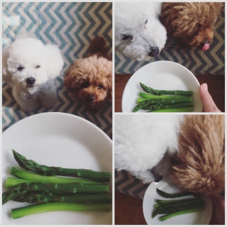 �A�X�p����������