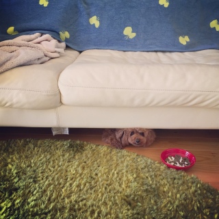 �������͂�B