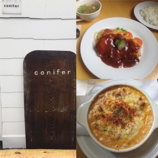 conifer