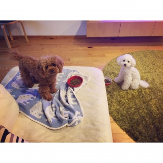 �Ȃɂ��킷��Ă��܂��񂩁H
