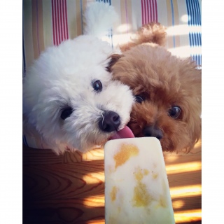 �A�C�V���`♡